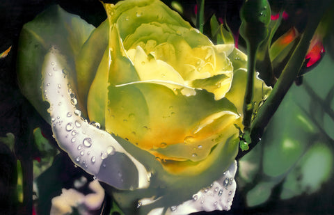 The Color of Spring